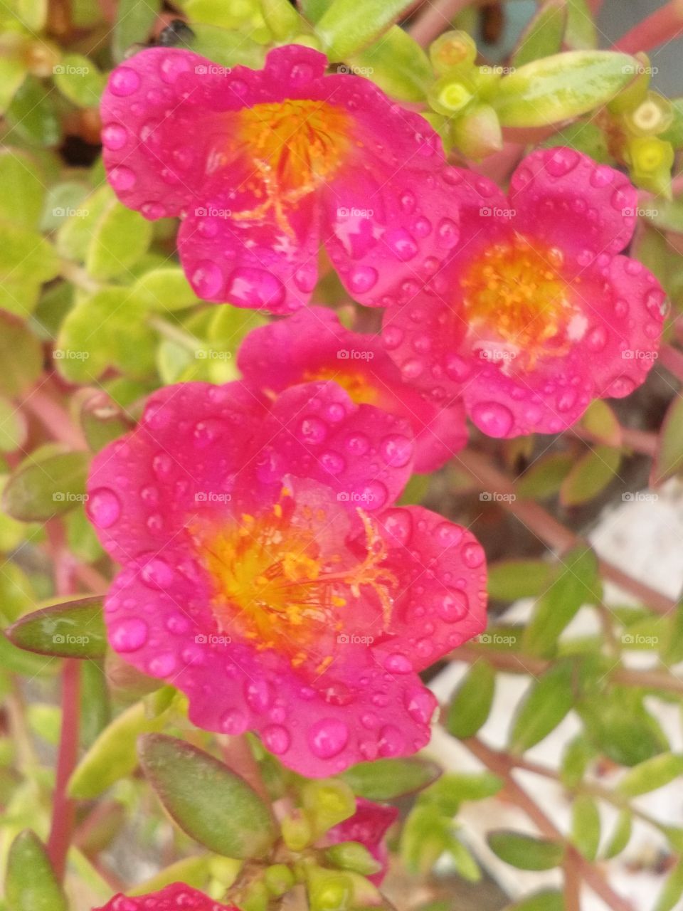 pink flora