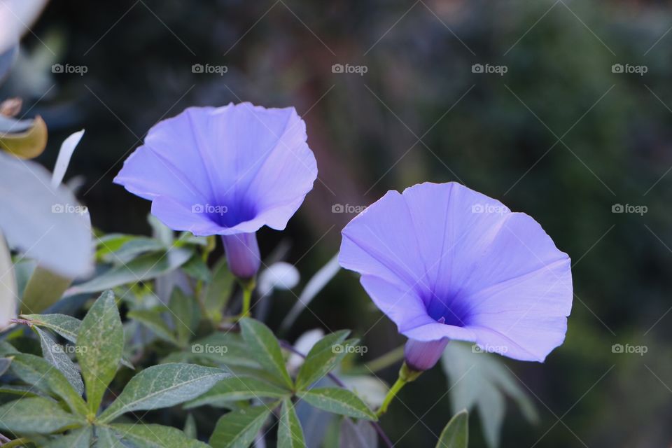 Beautiful flowers at haifa .