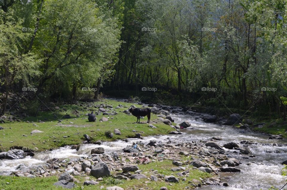 cow and trees