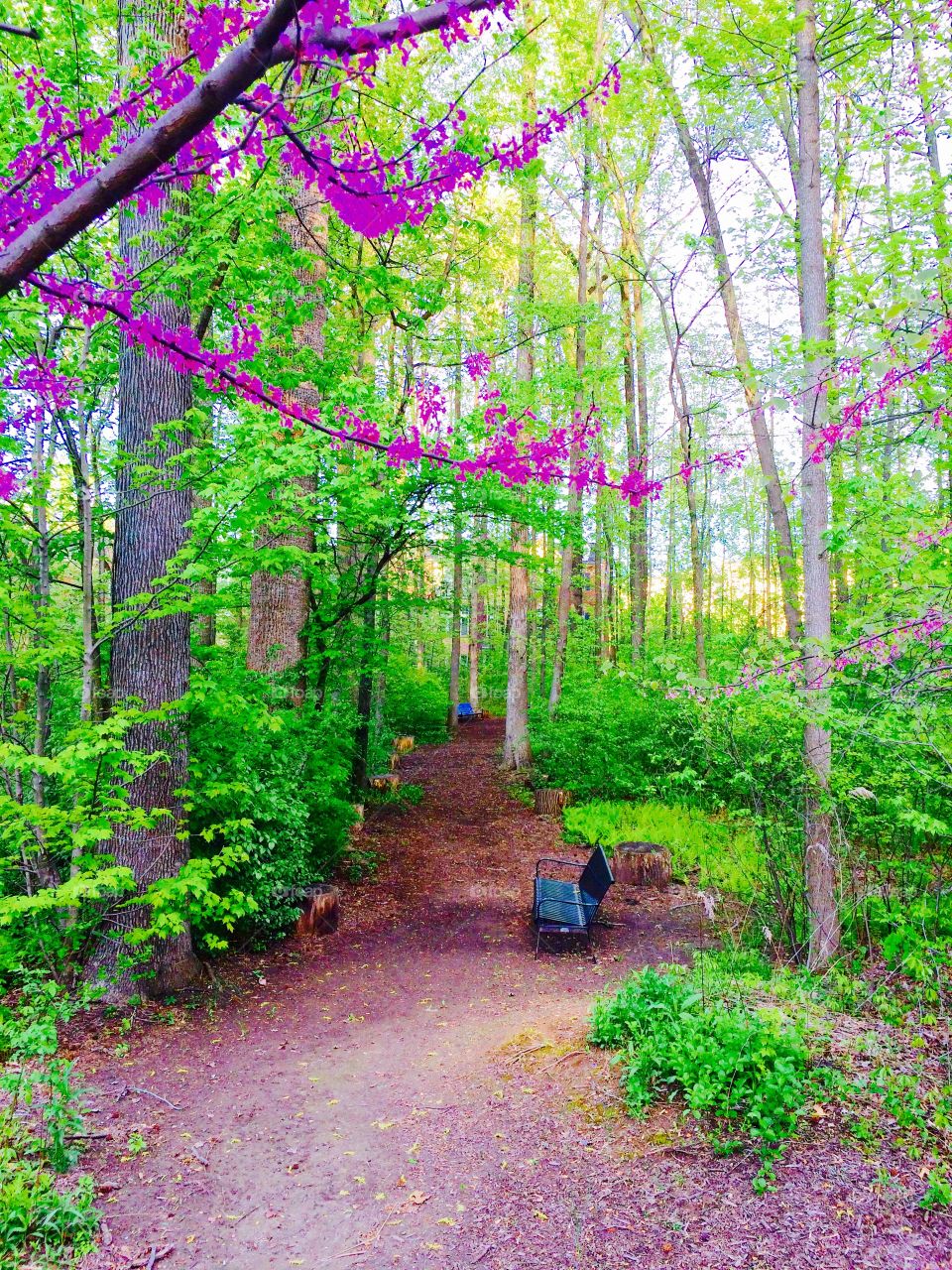 Conservatory pathway