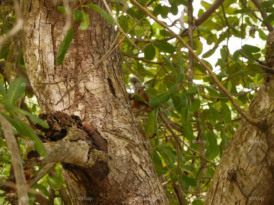 squirrel