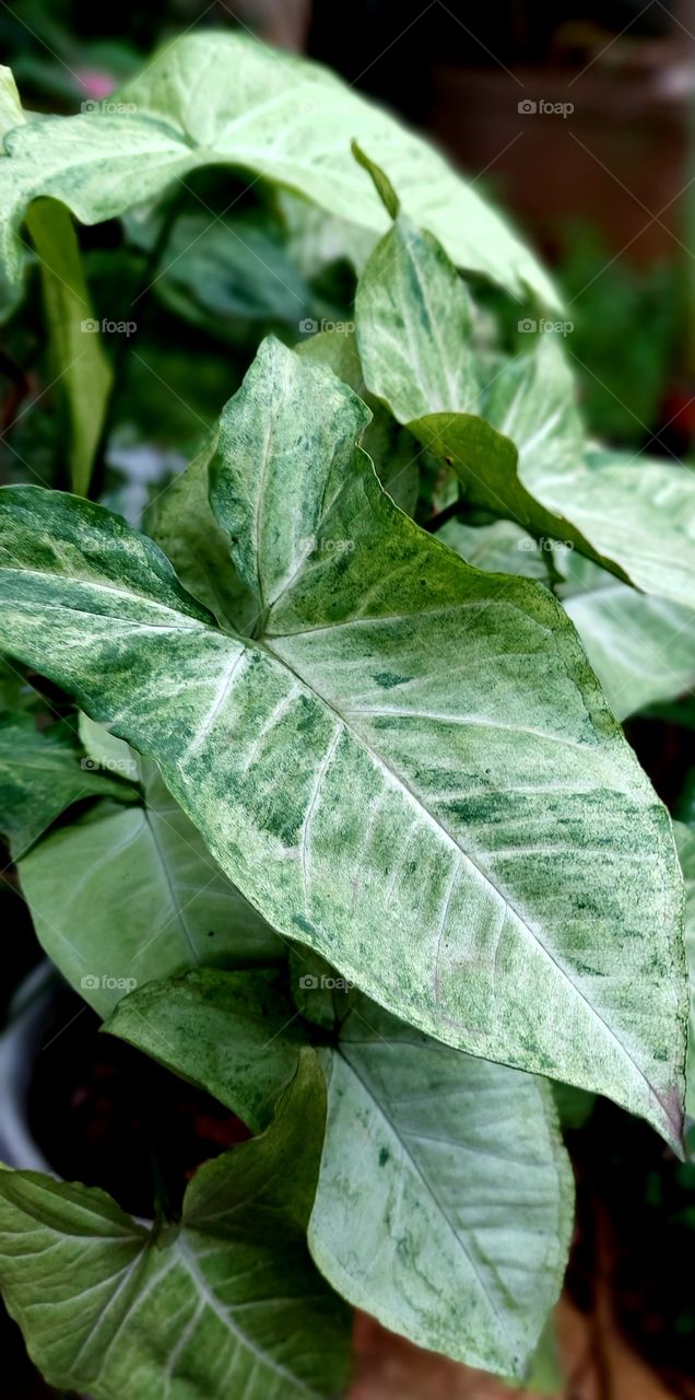 Syngonium podophyllum is an aroid species, and is commonly cultivated as an ornamental plant