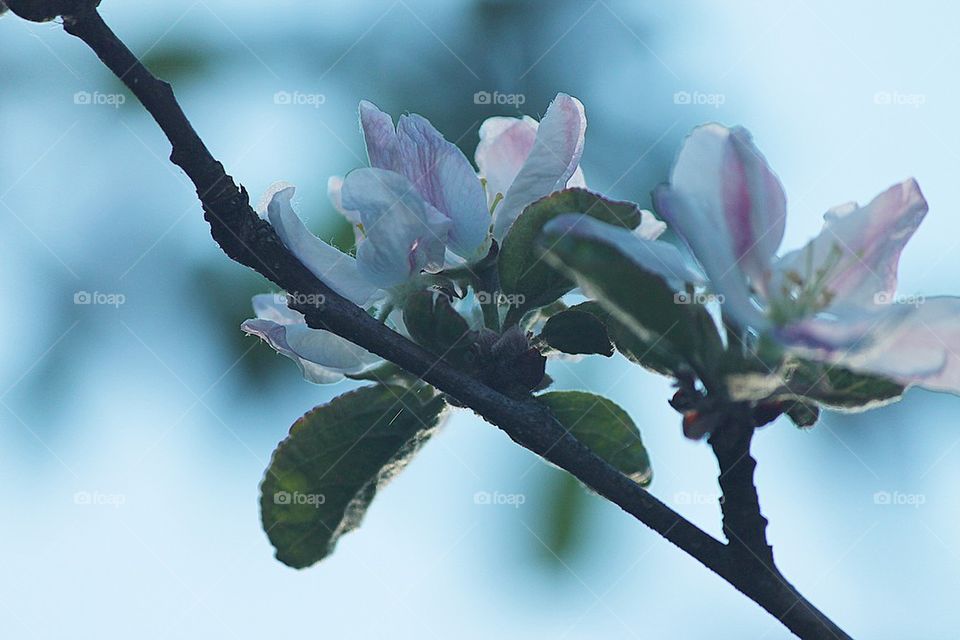 green flowers pink flower by bycaylah