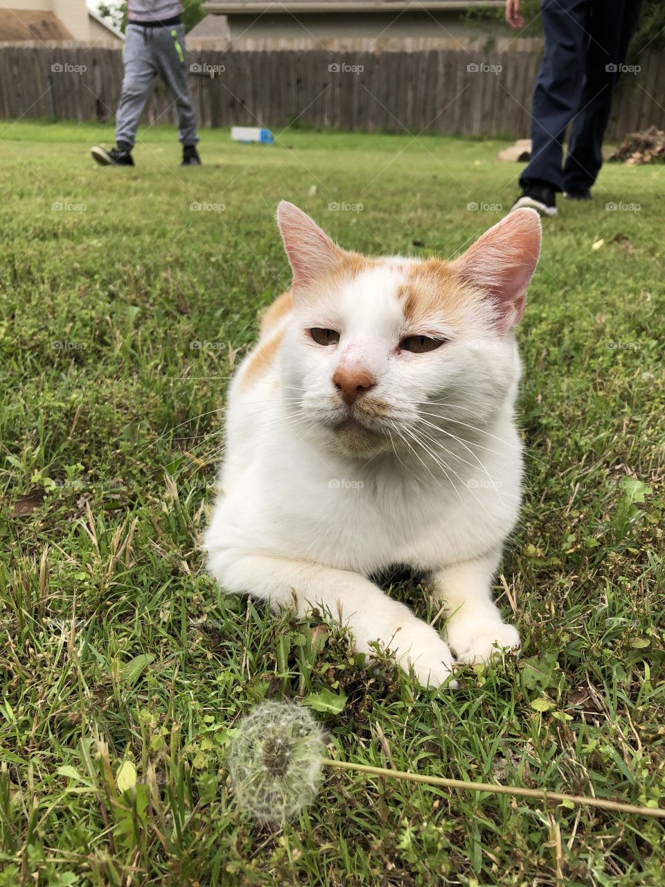 A Nice day and a content kitty