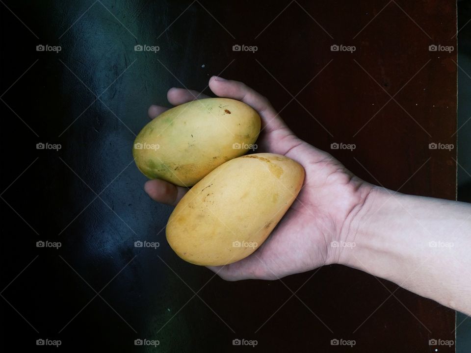 Fresh mangoes in hand