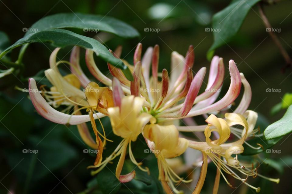 Honeysuckle 