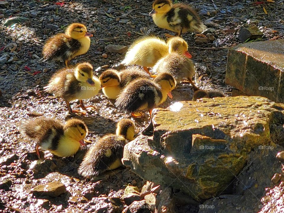 Ducklings