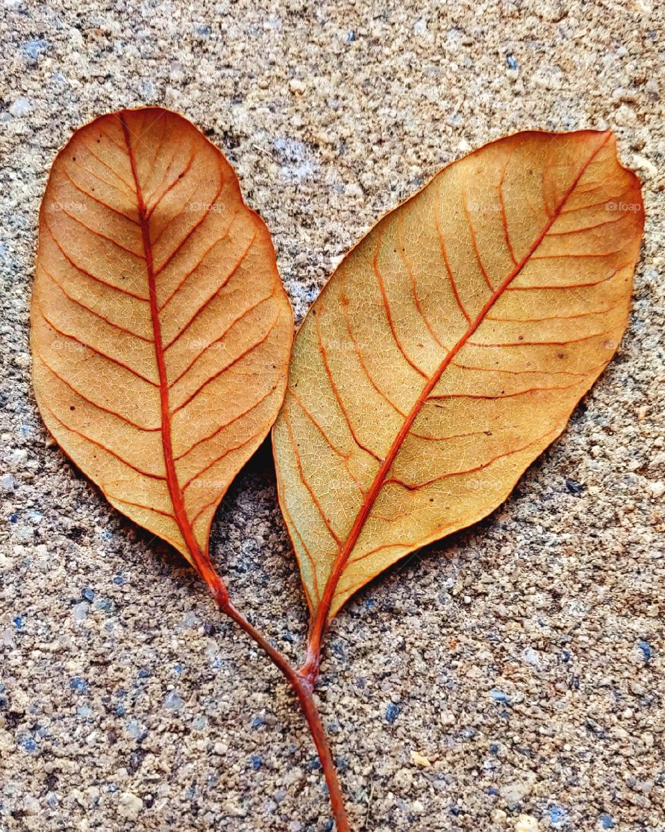 Two Dried Autumn Leaves Still Attached To The Branch They Grew On And Laying On A Flat Concrete Slab As The Background.