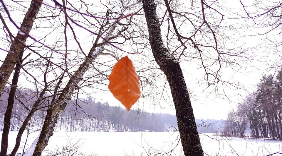 A single leaf.