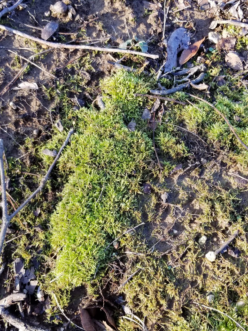 Moss