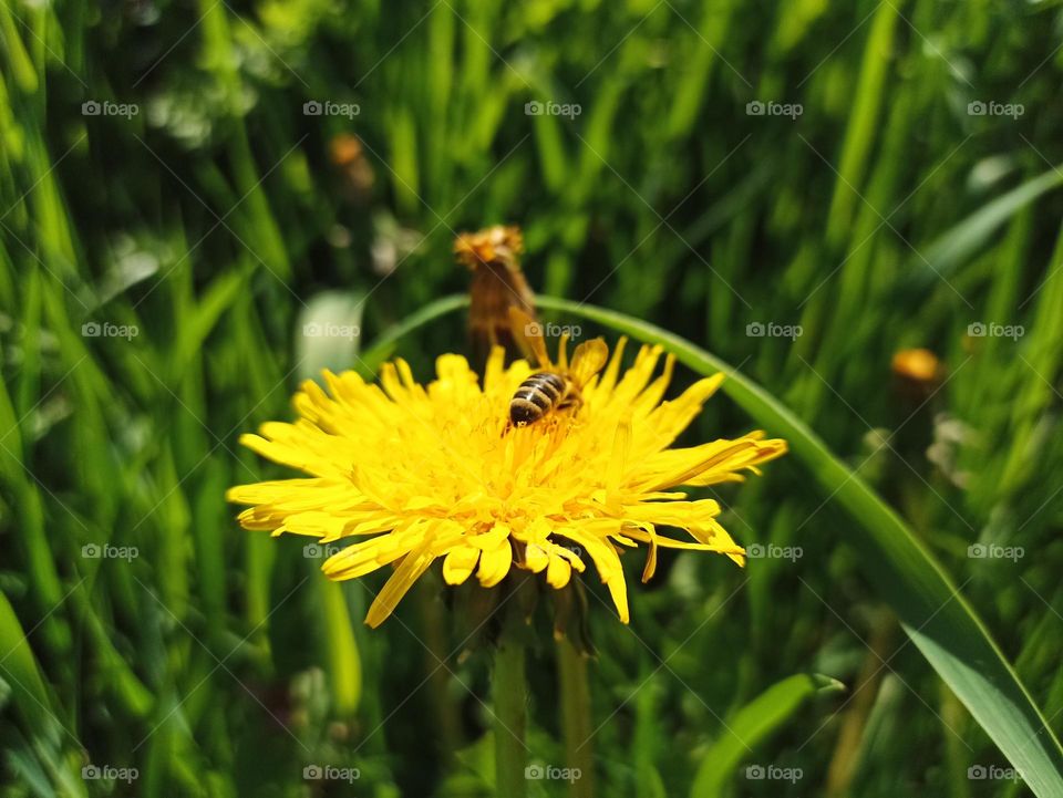 Taraxacum officinale, the dandelion or common dandelion, is a flowering herbaceous perennial plant of the dandelion genus in the family Asteraceae