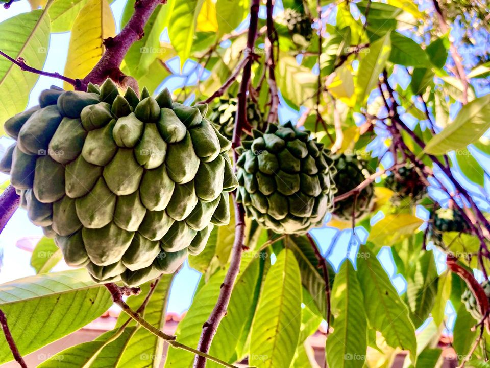 As atemoias estão bonitas!
Você sabia que ela é uma fruta híbrida? Ela existe graças ao cruzamento da Anona e da Fruta do Conde.