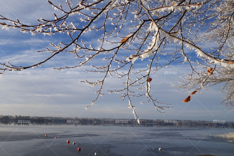 Frozen branches and lake