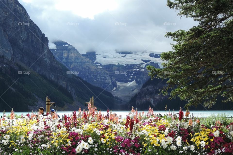 Mountain flower. Majestic