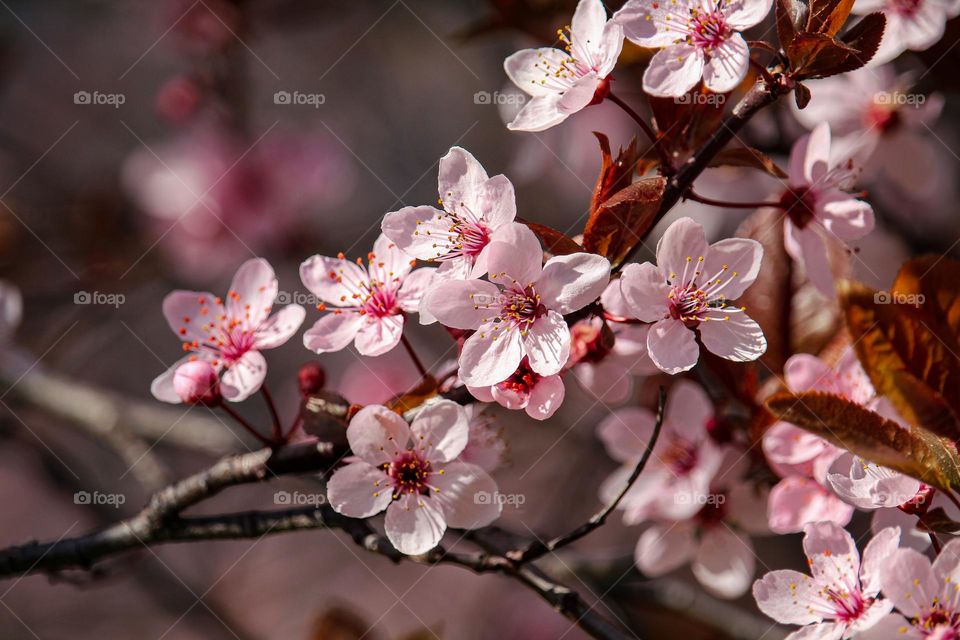 Blooming branch at the spring