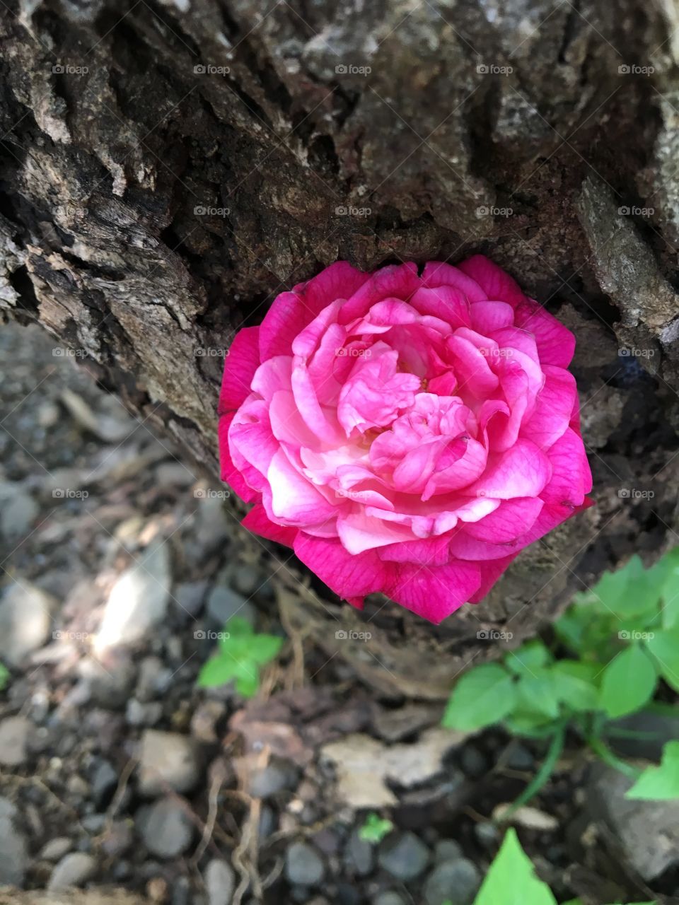 close up pink roses