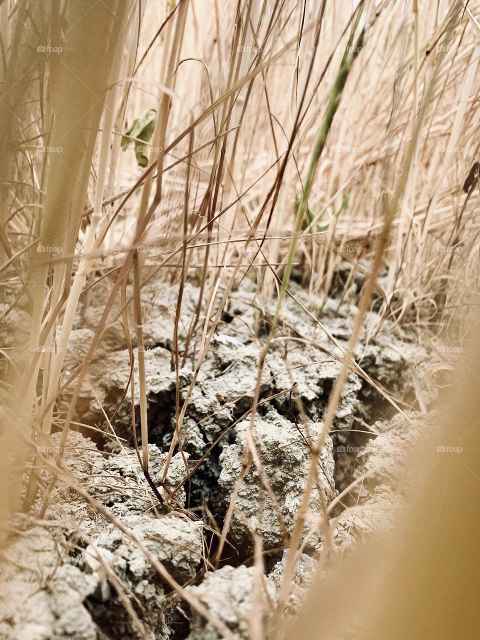 drought affects agriculture, this wheat field appears arid and not very productive