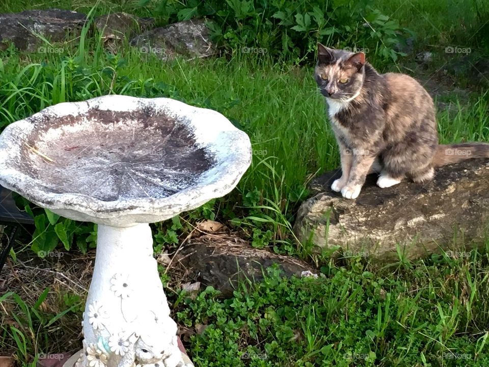 Gypsie Girl, pretty calico cat waiting for a bird 