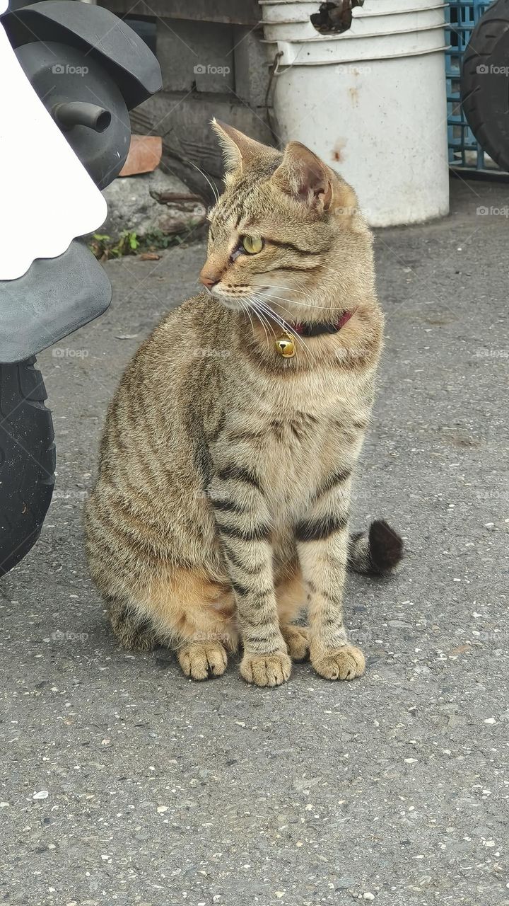 ginger cat on the street, closeup of photo with selective focus