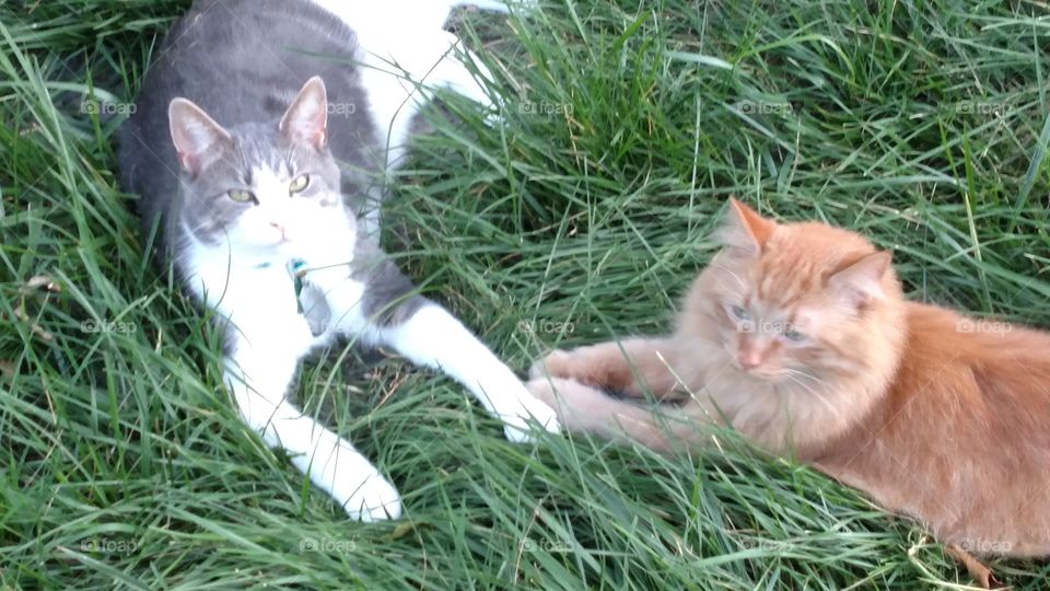 Tigger and Lewis enjoying the outdoors