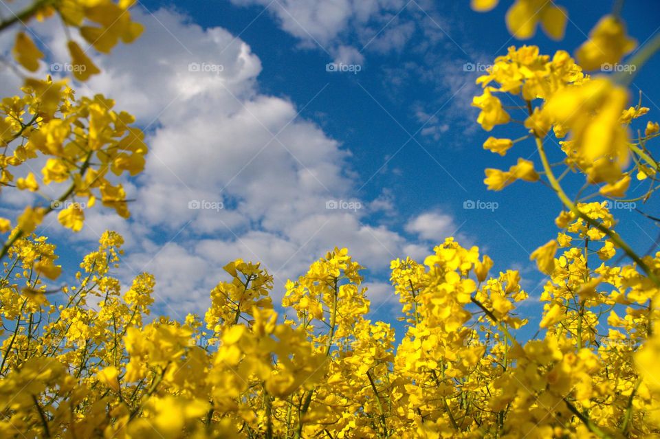 Yellow rapeseed flowers against the blue sky