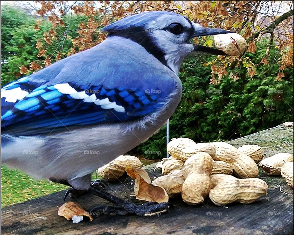 Bluejay Eating Peanuts