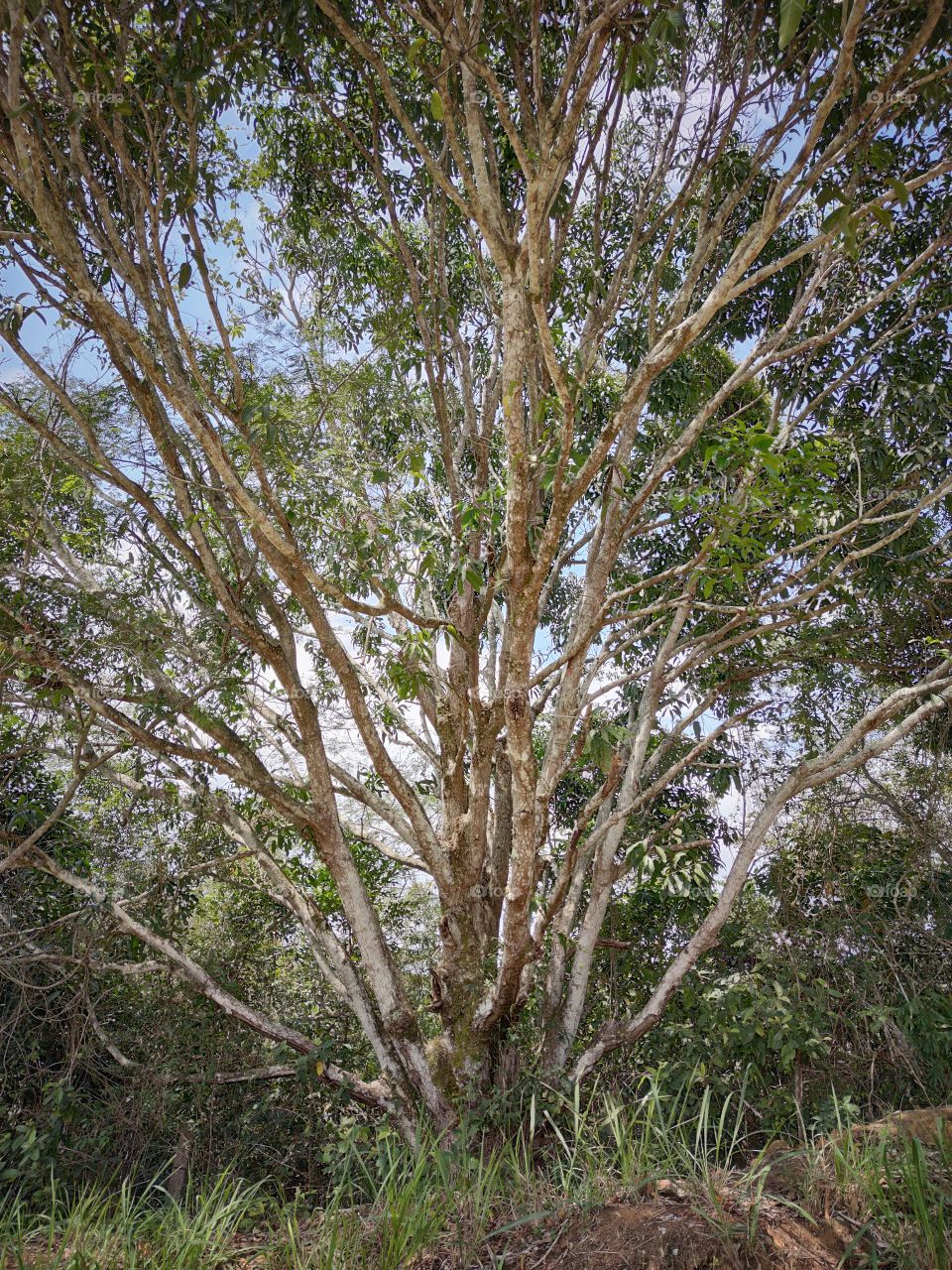 the charm of the tree