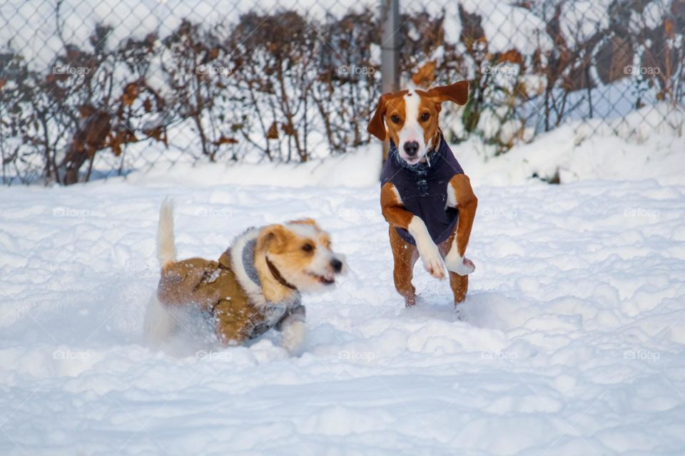 Dogs playing at the first snow