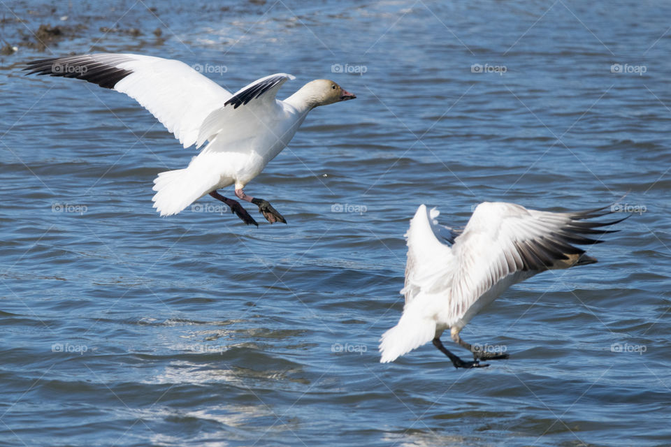 Snow geese coming in for a landing 