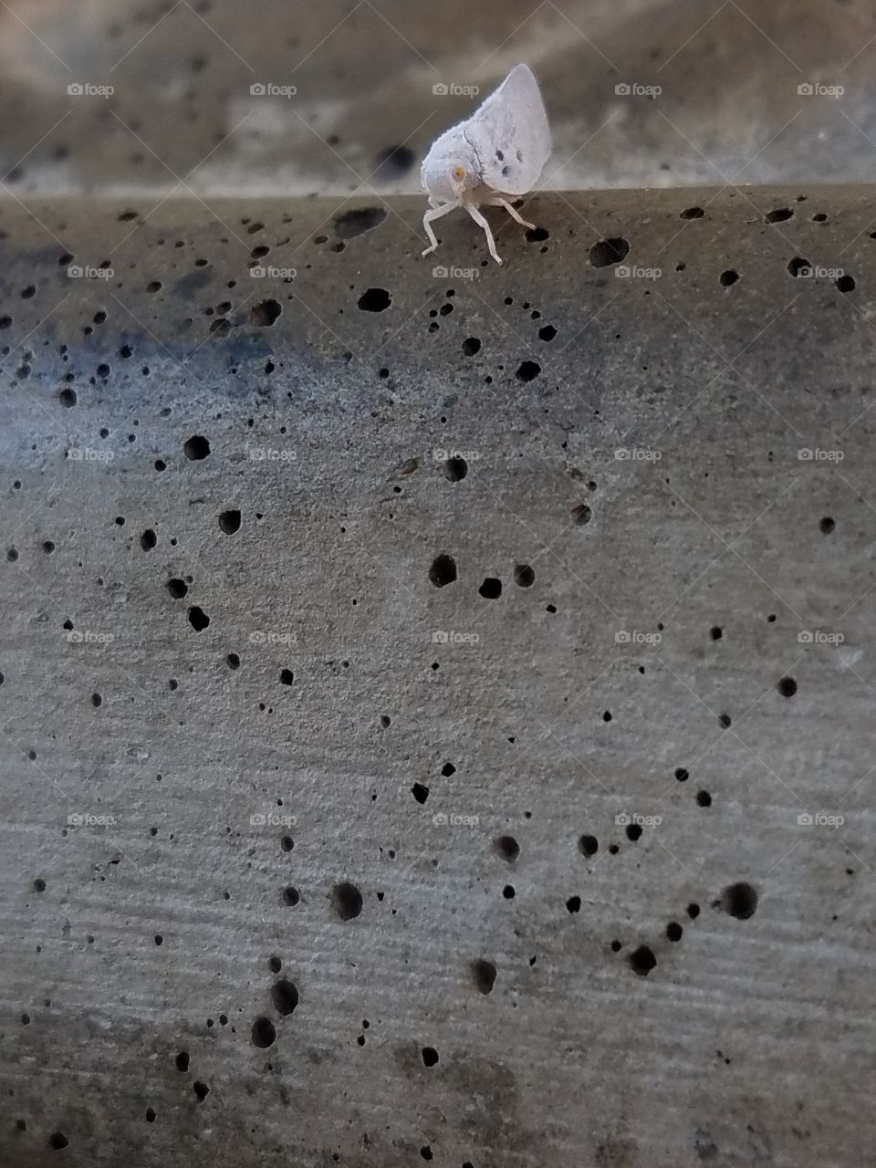 Leaf hopper on concrete