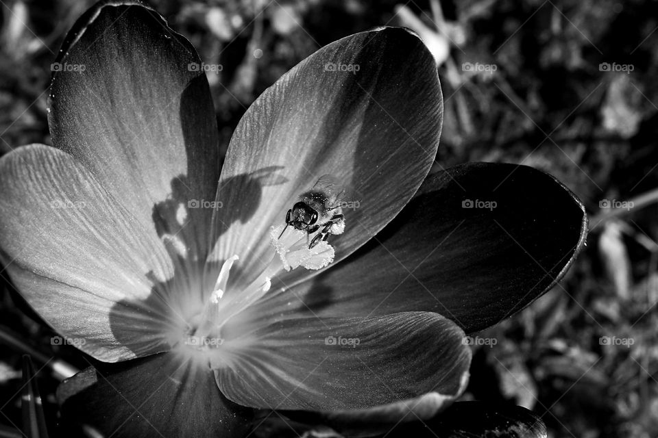 crocus flower in the garden