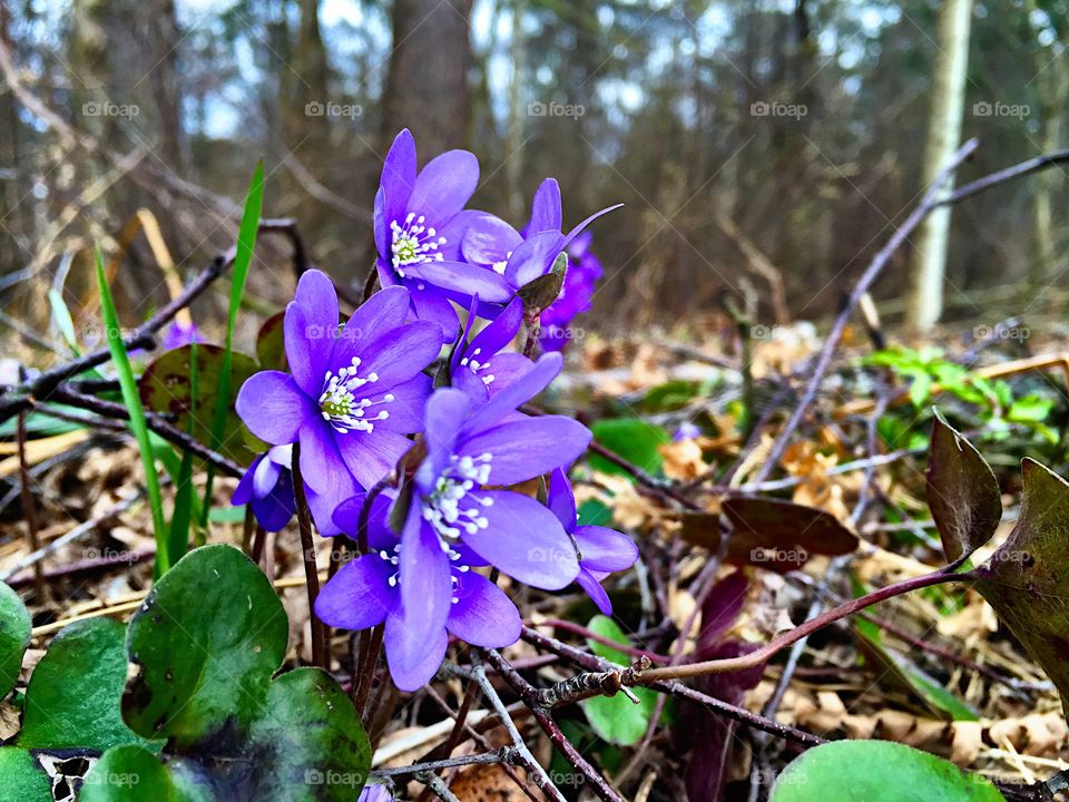 Spring in forest! 