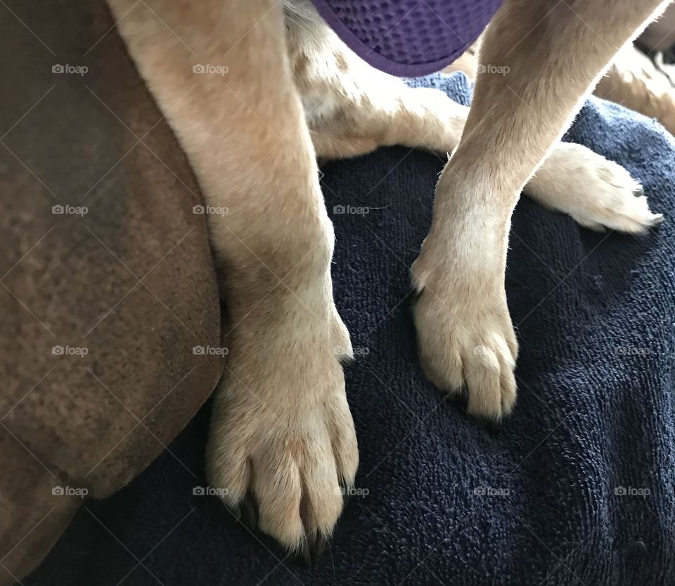Beagle feet