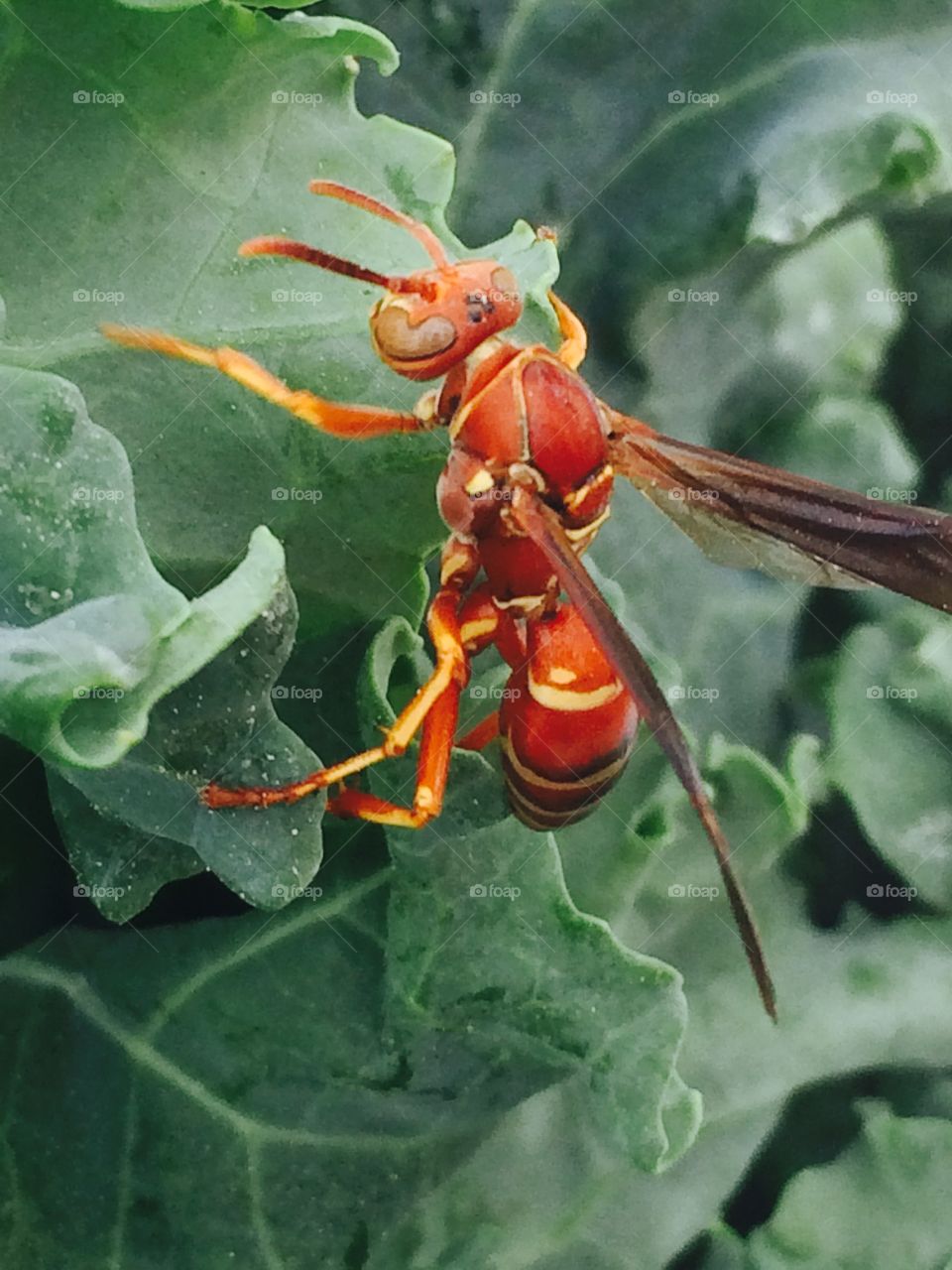 A paper wasp snacking on some Lettus 