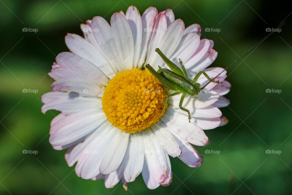 A grasshopper on a flower