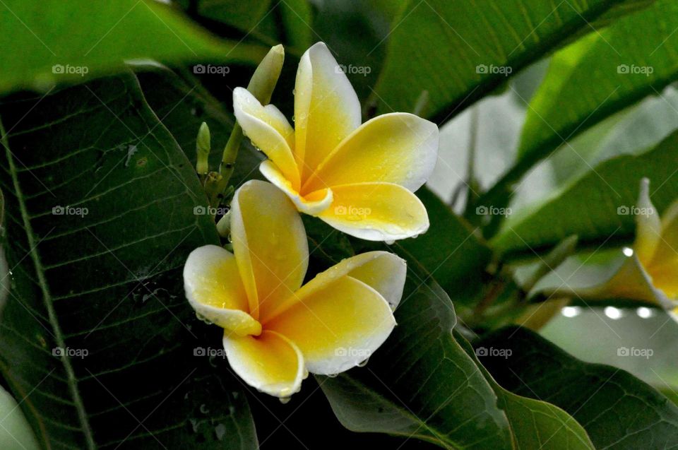 --Yellow Kamboja ....