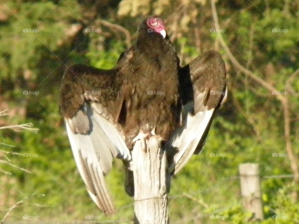 Buzzard