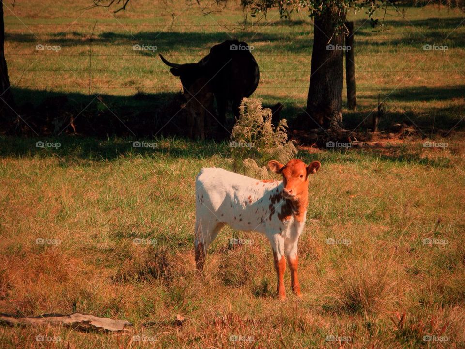 Baby cow and bull shadow