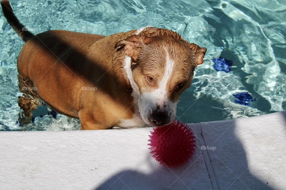 Dog with ball in pool
