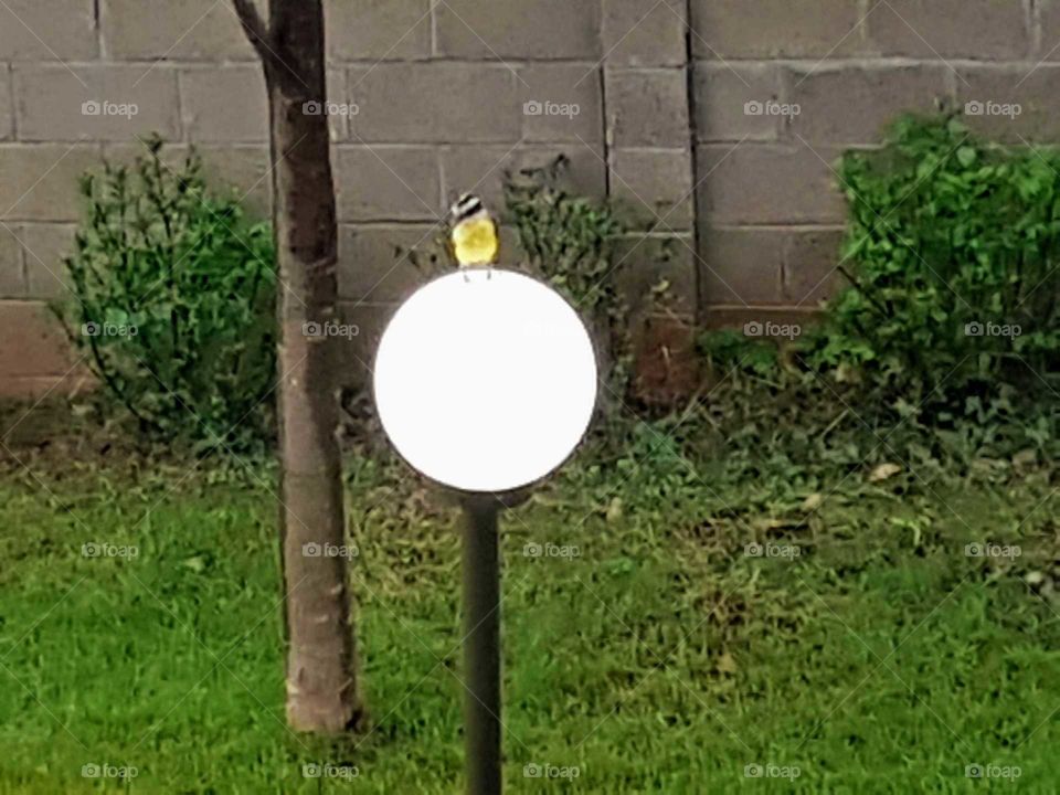Beautiful bird sitting on the lamp. Is it a giant egg or is it getting hot?