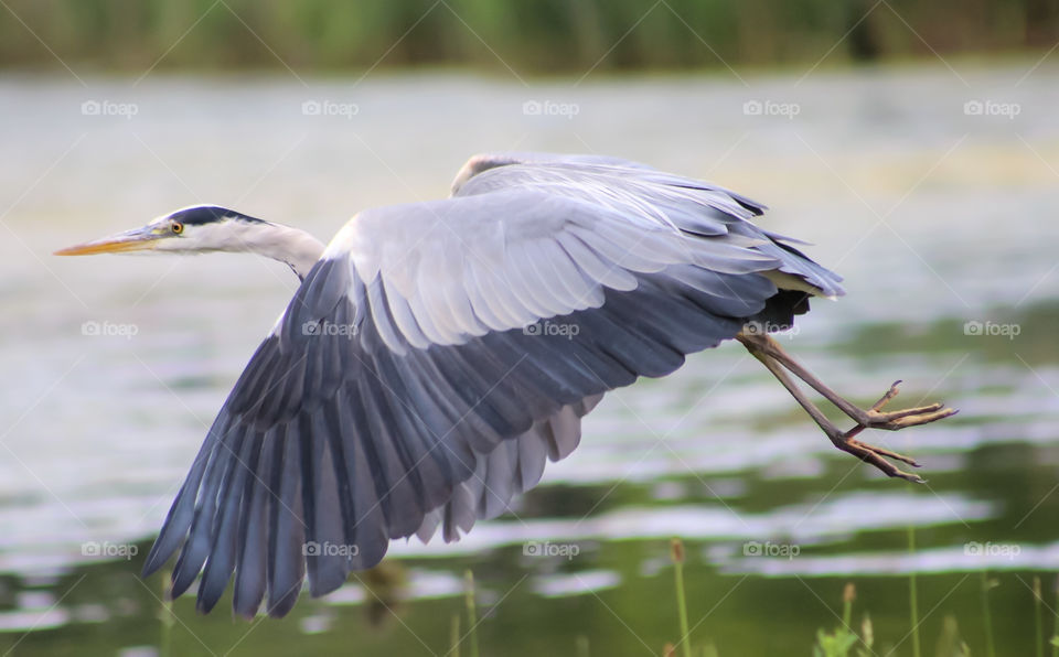 Heron take off over a pond
