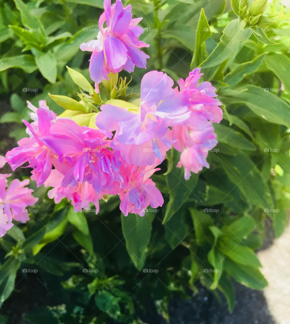 Blumen 