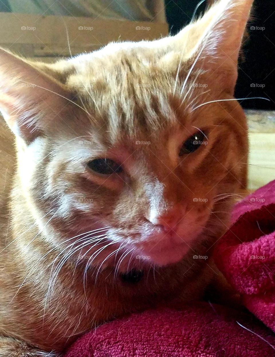 cat not up to being bothered