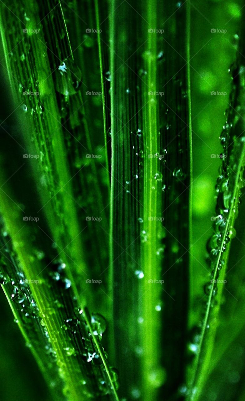 Raindrops on Green Grass