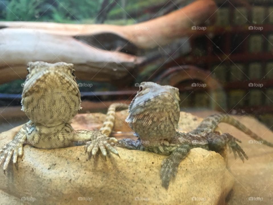 Cutest Pet in the World