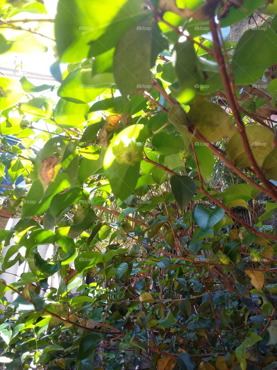 Frutos no pé de pitanga,  árvore frondoso.
