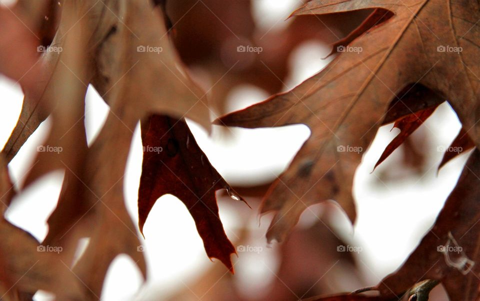 leaves in t