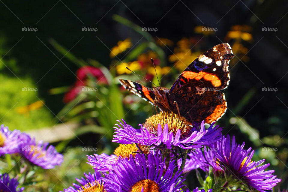 worcestershire macro summer colourful by chris7ben