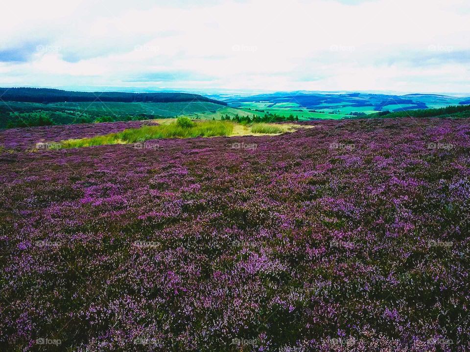 Heather, heather and a blue hill