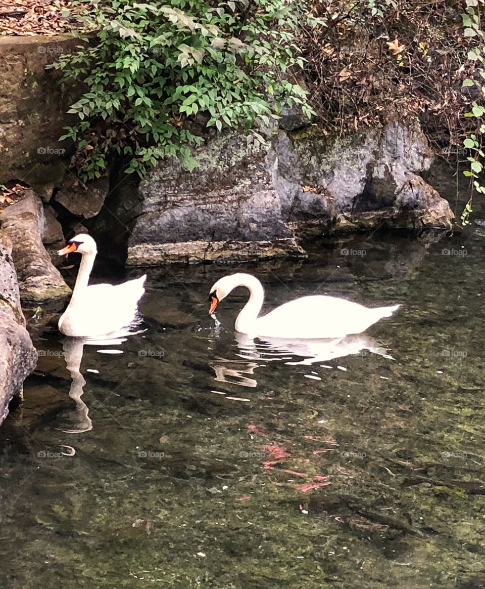 Two swans swimming in a cove at a local park 